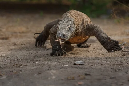 dragão-de-komodo